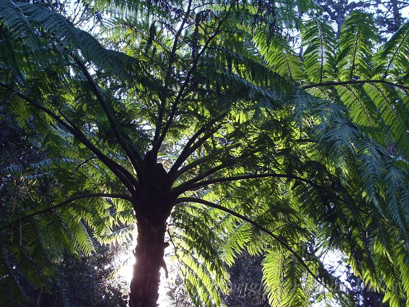 Tree fern, Melbourne Botanic Gardens IMGP2110.JPG